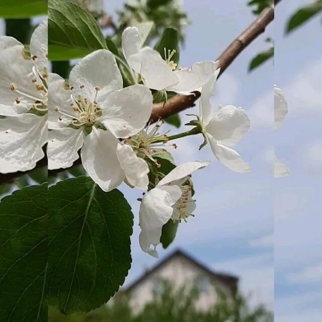 Ляпис яблони. Когда яблони цветут. Когда яблони цветут слушать. Когда яблони цветут как играть. Ляпис трубецкой яблони.