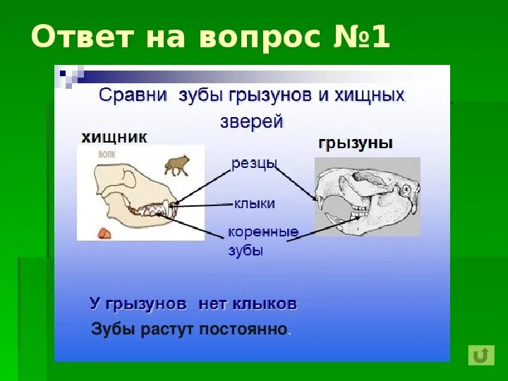 Какую особенность имеют резцы у грызунов. Строение грызунов. Грызуны строение тела. Особенности внешнего строения грызунов. Зубы грызунов схема.