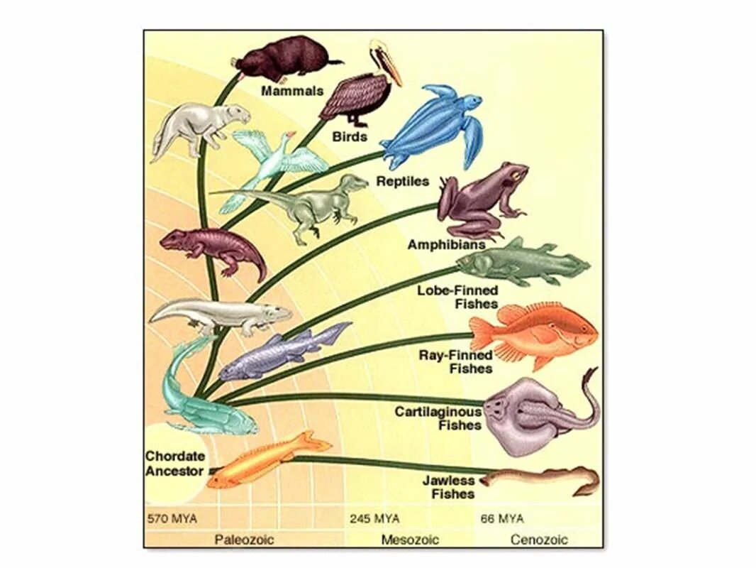 Филогенетическое Древо хордовых животных. Эволюционное дерево рыб. Эволюционное Древо позвоночных. Происхождение рыб схема. Установите последовательность появления групп животных на земле