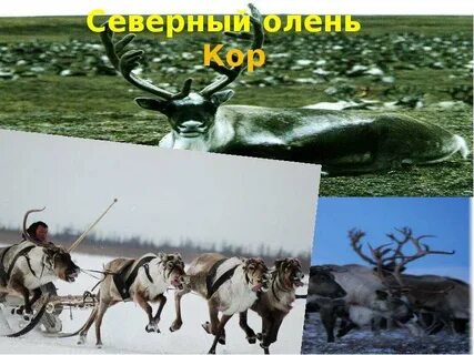 Коми край 3