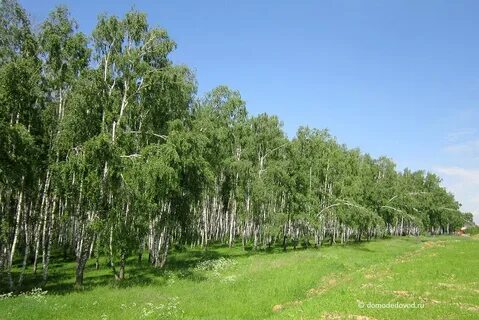 Роща форум