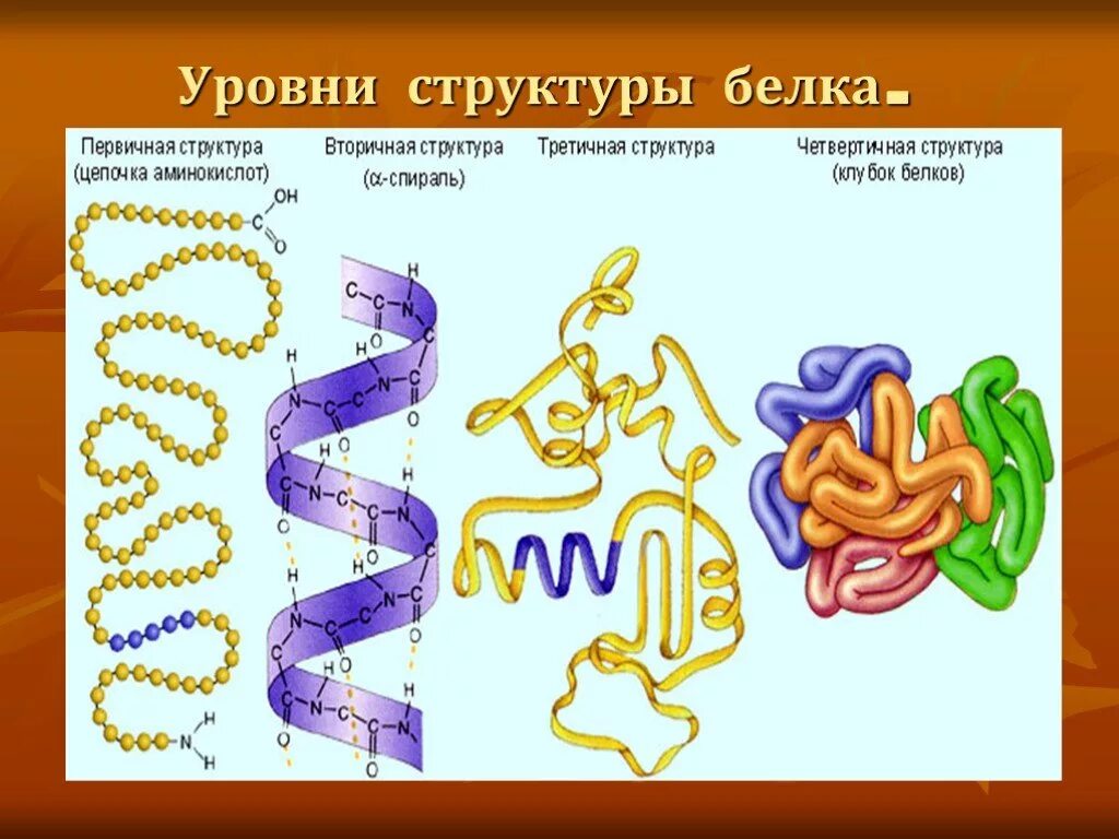 10 5 г белки 3. Структура белка биология 10 класс. Первичная структура белка аминокислоты. Строение белков и структуры белка. Белки первичная структура химия.
