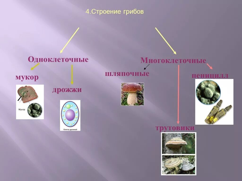 Многоклеточные грибы мукор. Одноклеточные и многоклеточные царство грибы. Одноклеточные грибы пеницилл. Строение одноклеточных грибов дрожжи. Царства живой природы одноклеточные и многоклеточные.