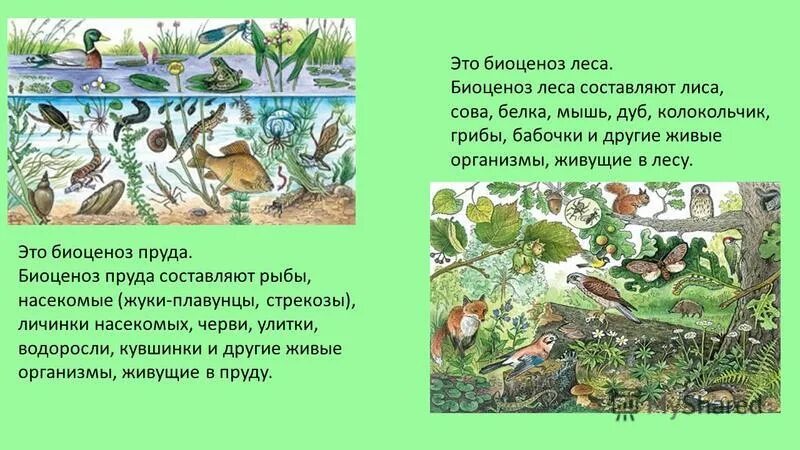 Организмы составляющие сообщество лес. Ярусность лесной экосистемы. Биогеоценоз растений. Биосфера биогеоценоз биоценоз. Какие организмы составляют природное сообщество.