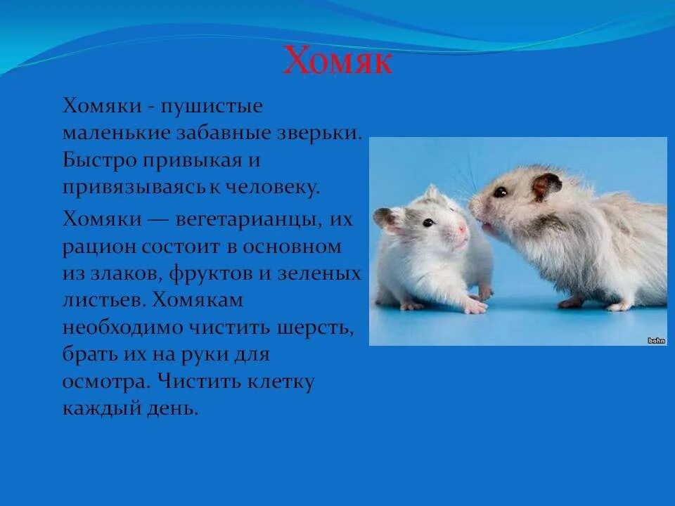 Хомяк 4 в 1. Рассказ про хомяка. Сообщение о хомяке. Доклад про хомяка. Рассказ о хомяке 2 класс окружающий мир.