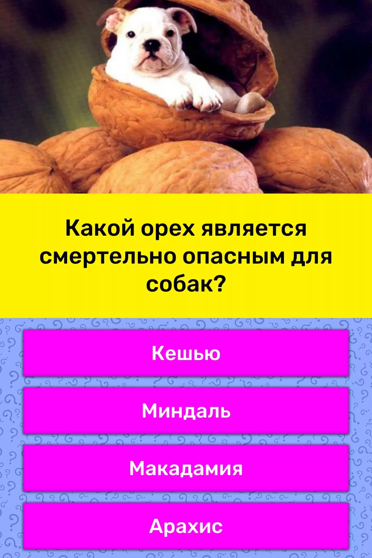 Можно собакам миндаль. Орех макадамия опасно для собак. Тест какой ты орех. Какие орехи нельзя собакам. Какие орехи можно есть собакам.