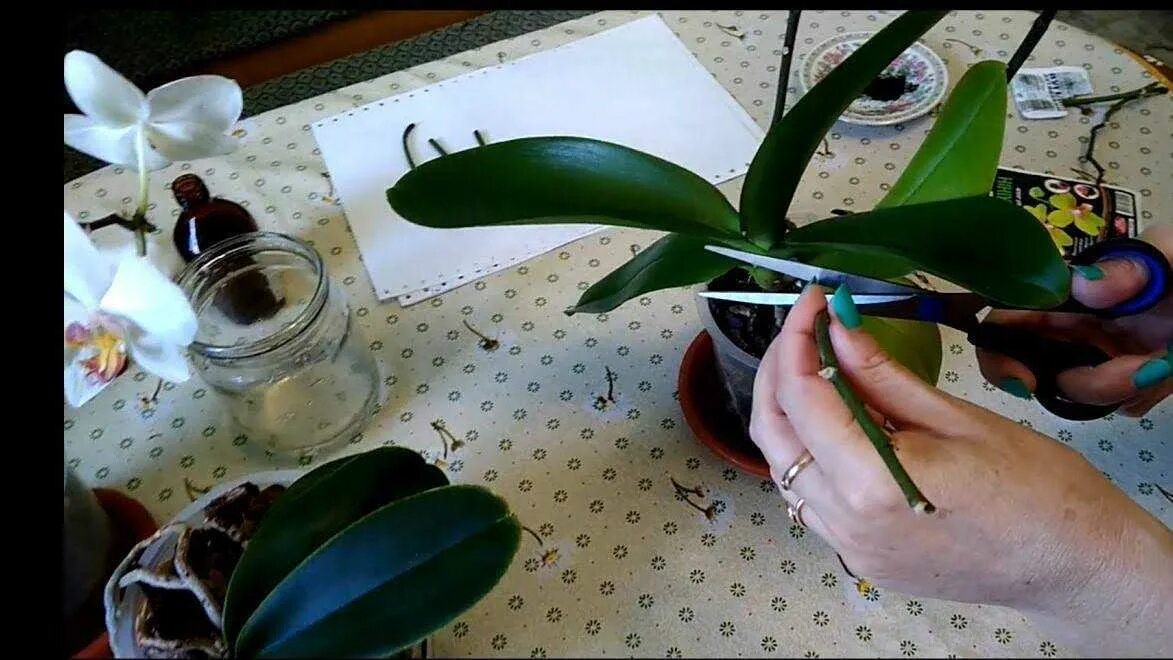 Можно из листа вырастить орхидею. Детки орхидеи фаленопсис. Черенкование орхидеи фаленопсис. Орхидея фаленопсис размножение детками. Детки орхидеи фаленопсис из цветоноса.