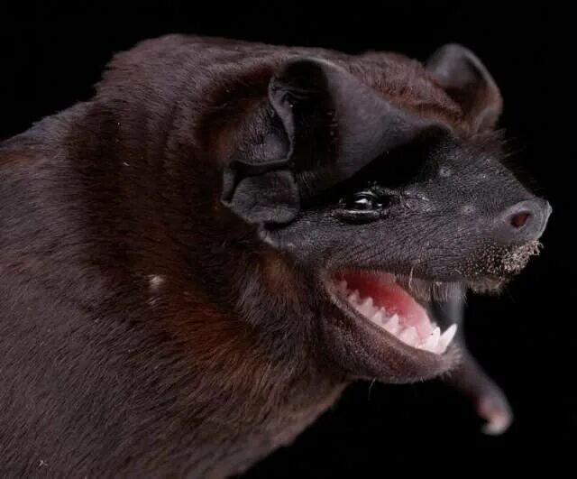 Я зло я смерть. Крыса с крыльями летучей мыши. Я тьма я смерть. Некромантисы летучие мыши. Летучая мышь во сне.