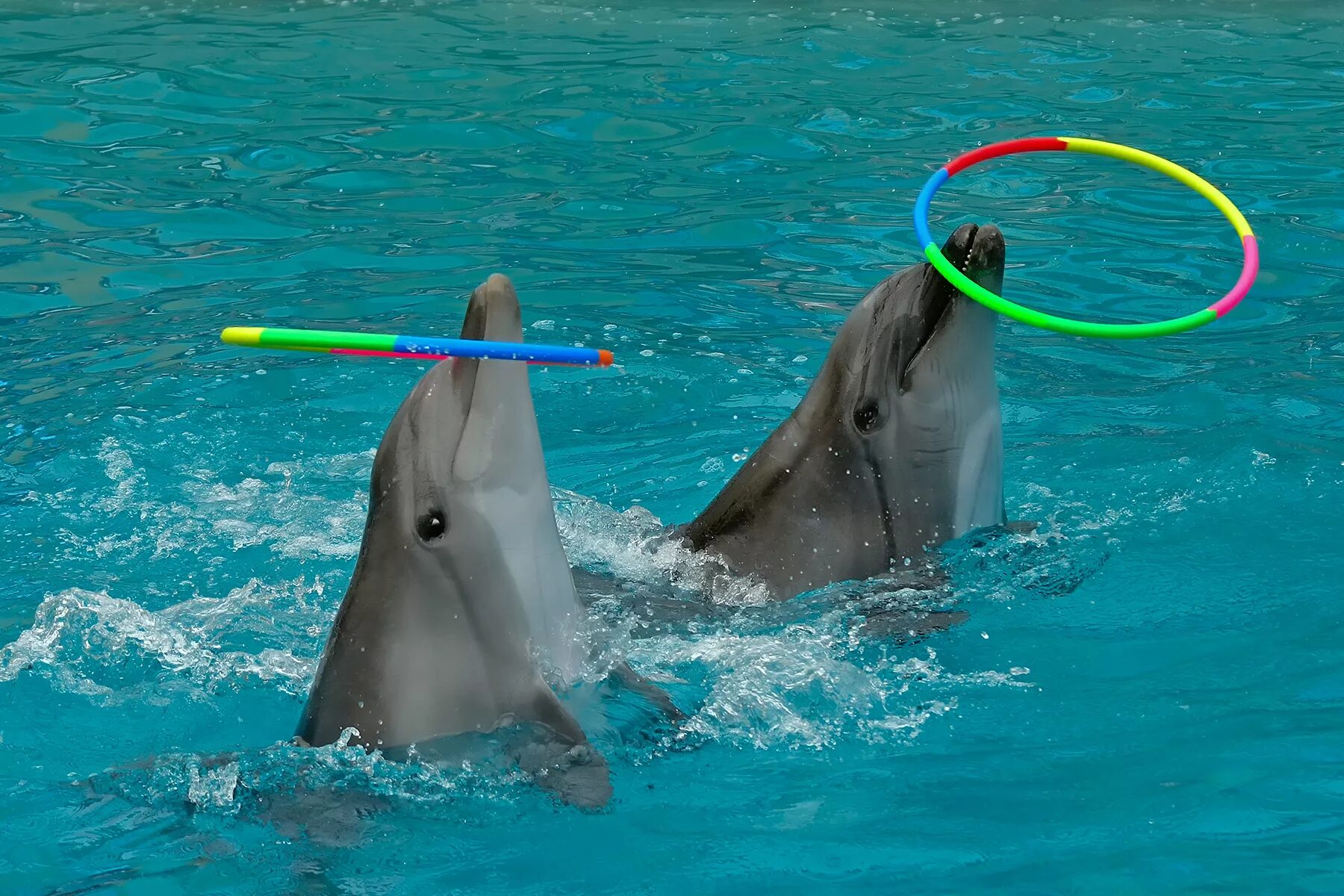 Дельфинарий грозный. Грозненский дельфинарий. Дельфинарий в Грозном. Дельфинарий в Грозном аттракционы. Дельфин с обручем.