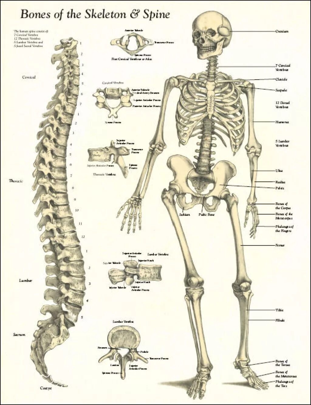 Скелет с названиями костей. Скелет анатомия. Строение скелета человека. Скелет человека с названием костей. Самая крупная кость скелета