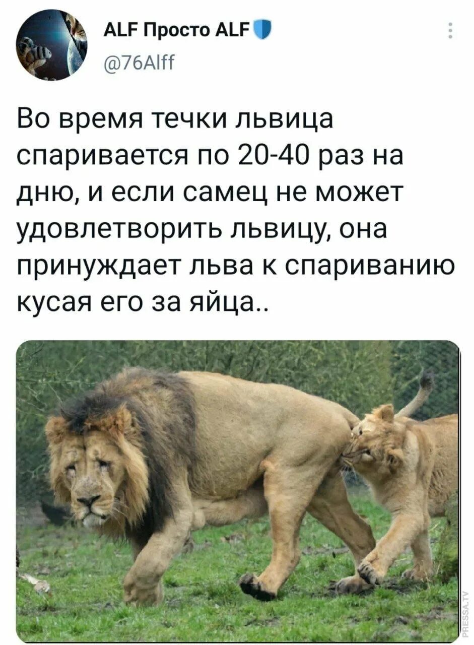 Музыка что за лев это тигр. Львица кусает льва за яйца. лев тигр прикол. тигриный лев прикол. лев мем.