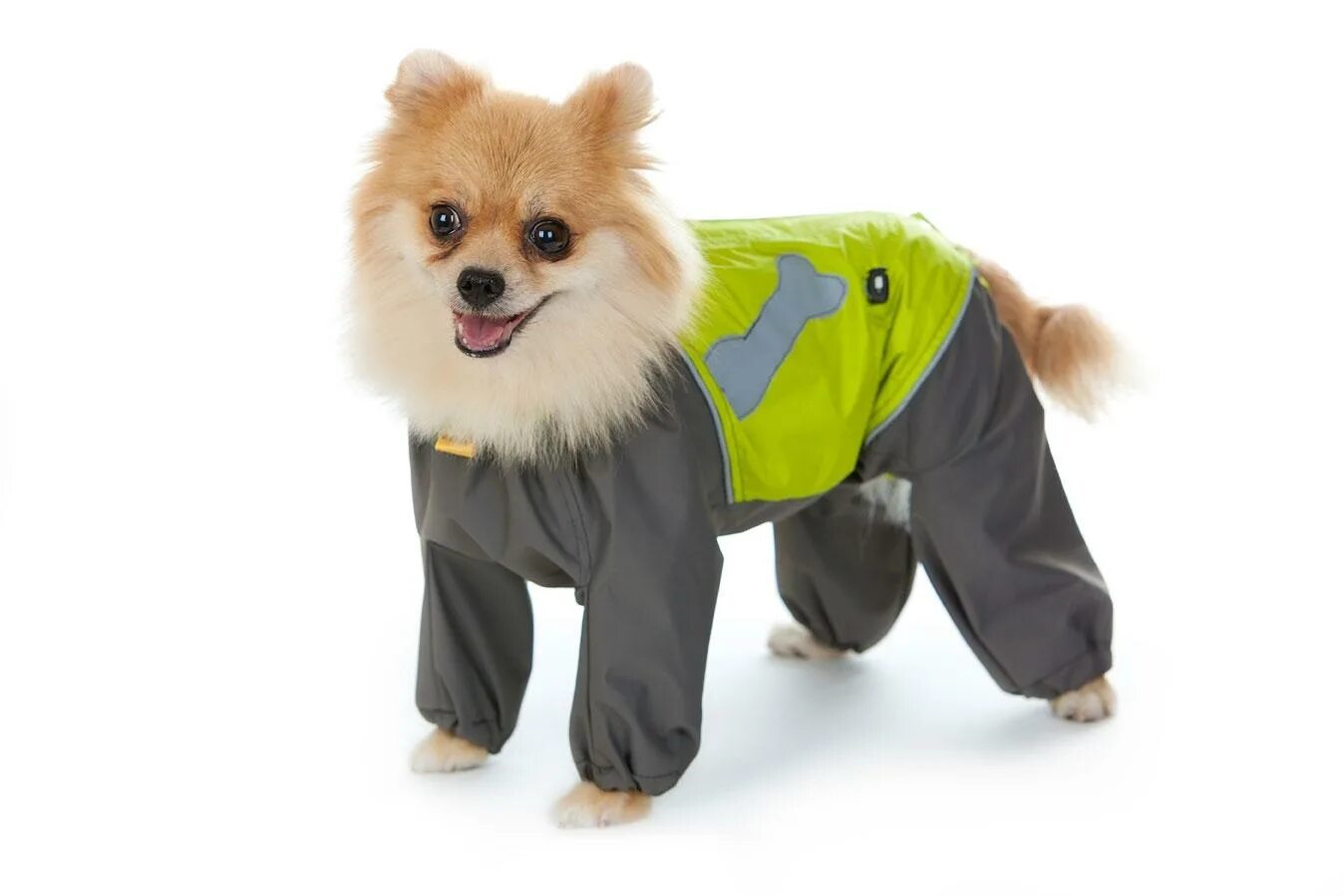 Украшения для шпица девочки. Шпиц в костюмчике. Мини шпиц в одежде. Одежда для шпица девочки. Одежда для собак.