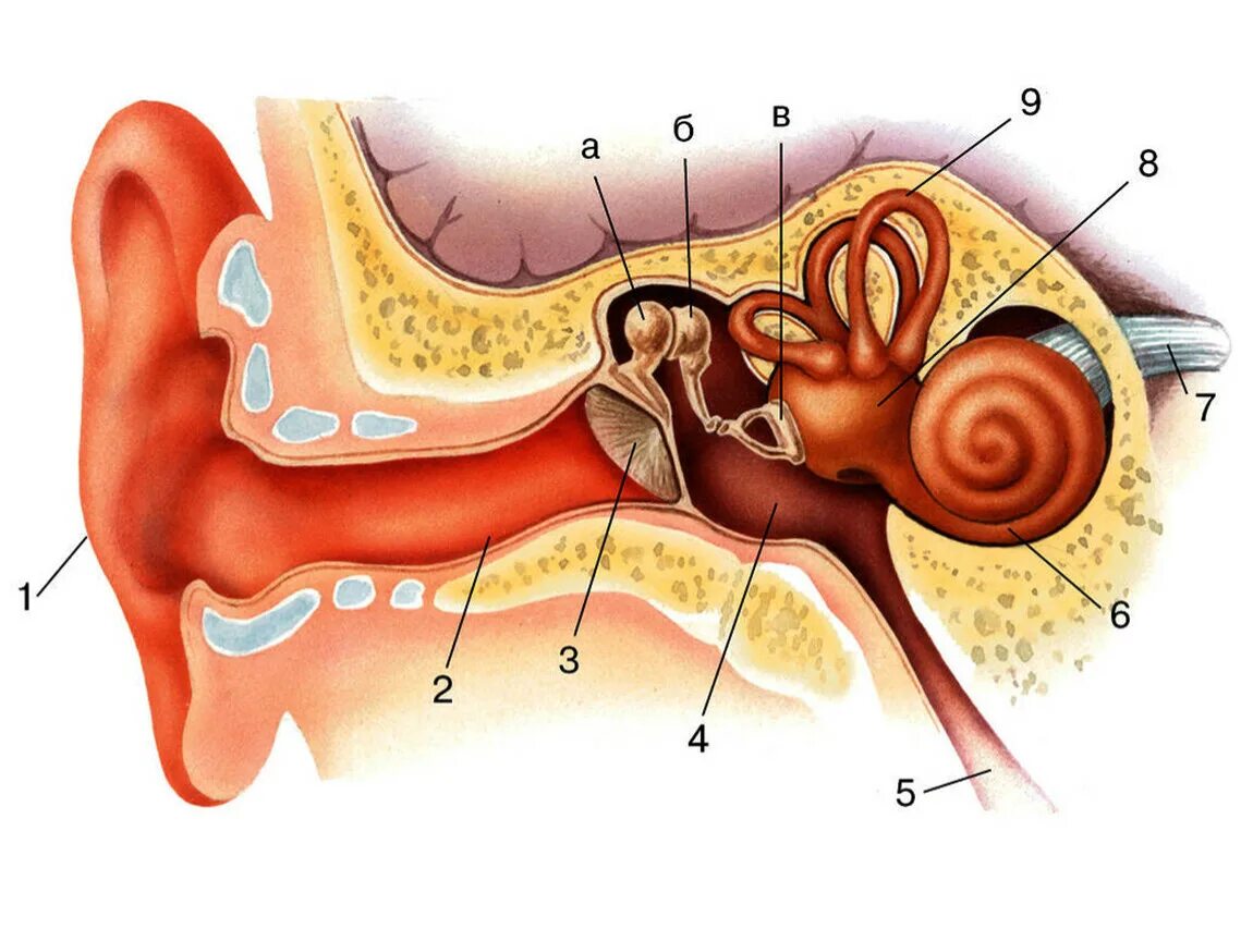 Строение слухового анализатора человека. Слуховой анализатор 8 класс биология. Слуховой анализатор строение уха. Строение уха рис 139. Внутреннее ухо тесты