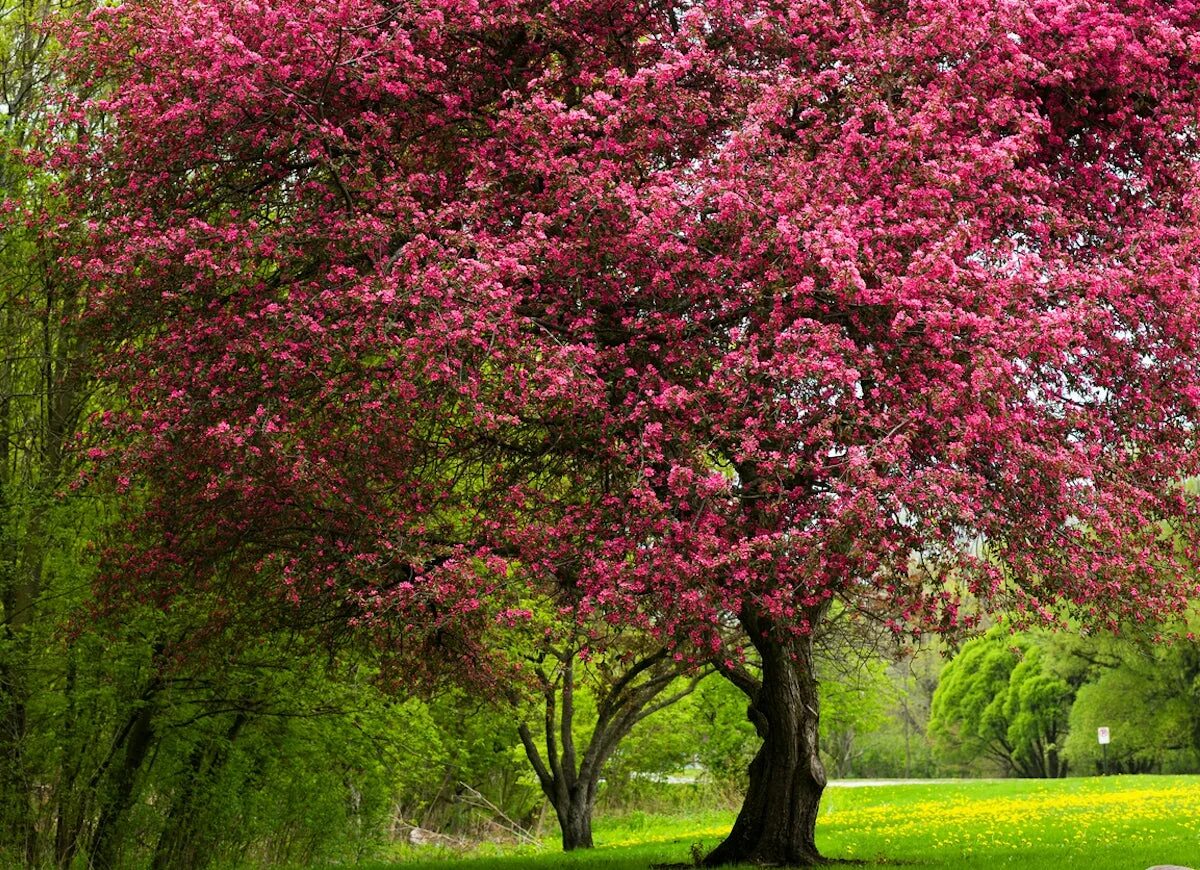 Цветущее дерево. Розовое дерево. Яблоня дерево. Дерево с розовыми листьями. Розовое дерево купить