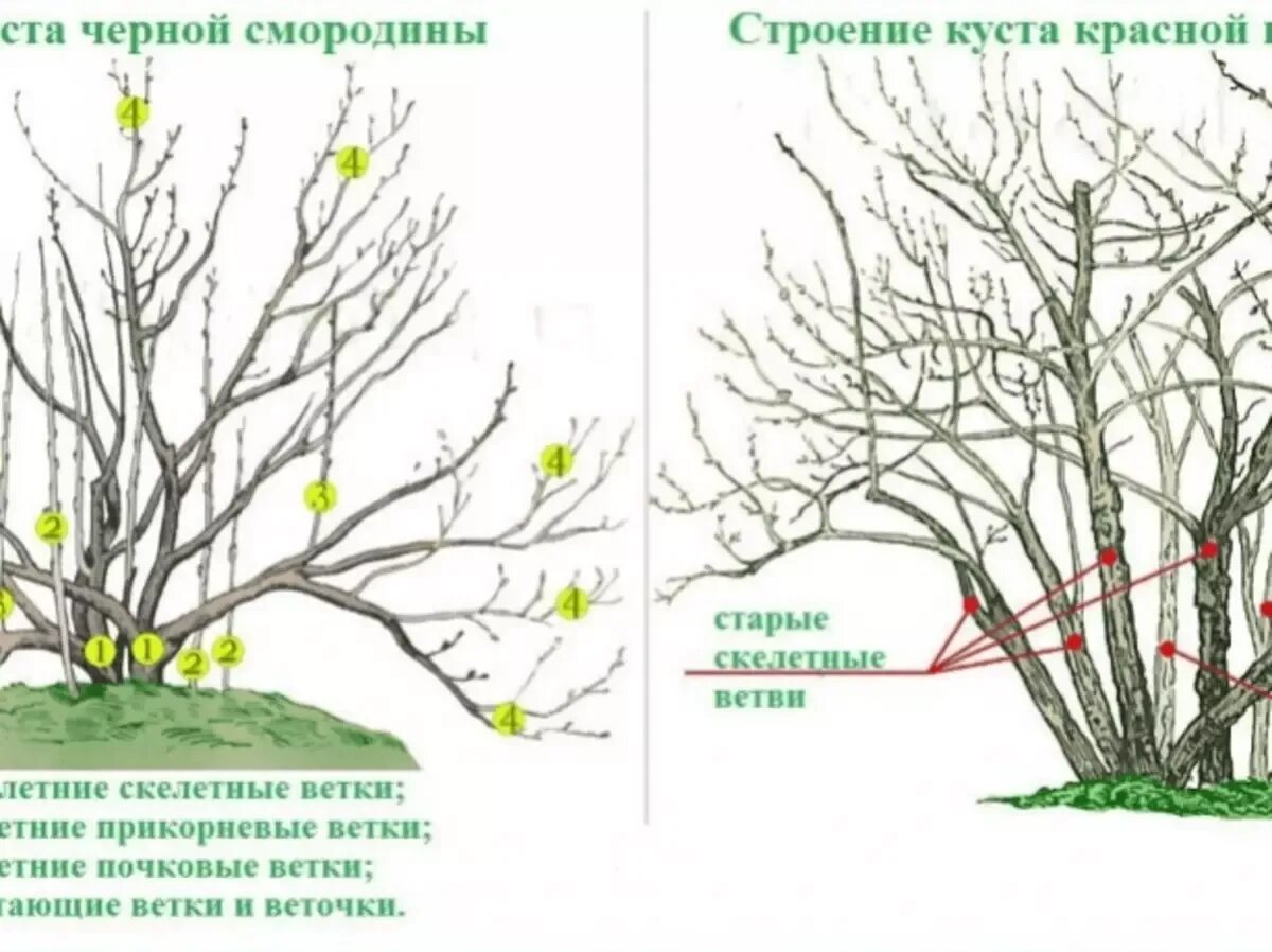 Обрезка голубики весной для начинающих в картинках. Формирование куста смородины весной. правильная обрезка смородины весной. схема обрезки смородины осенью осенью. смородину надо обрезать осенью.
