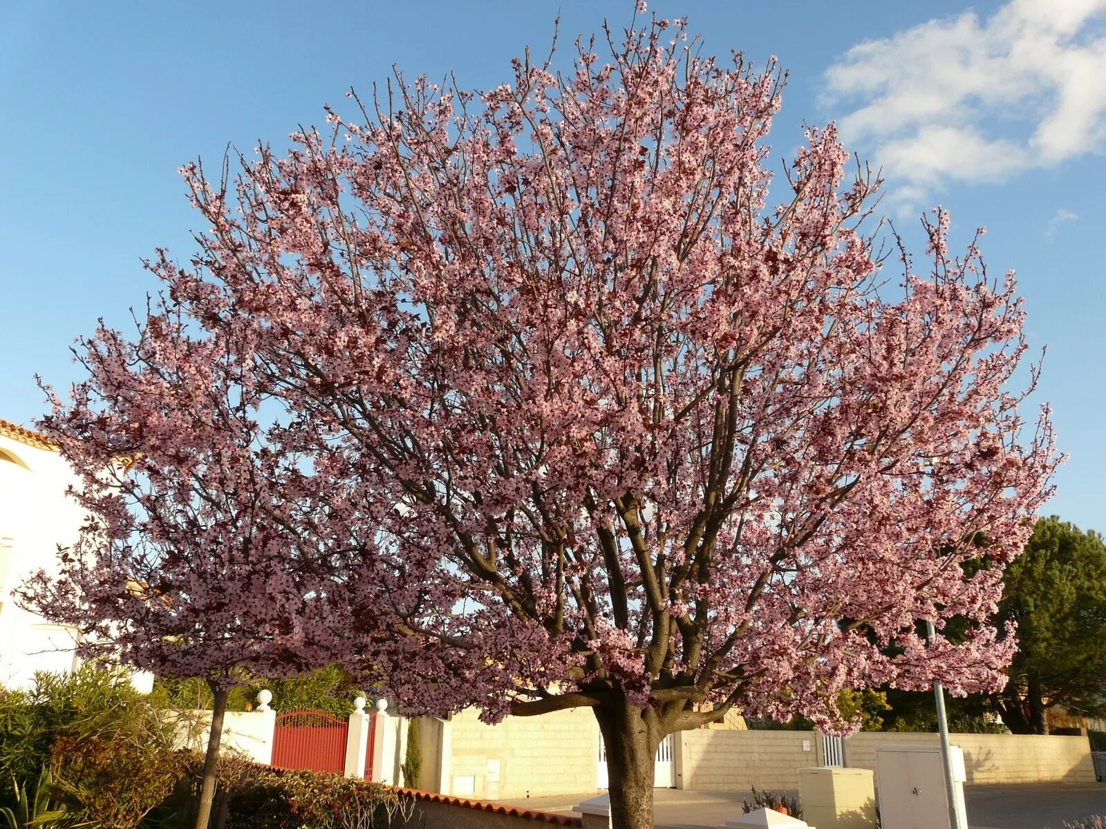 Prunus перевод. Слива краснолистная Писсарди. Алыча Писсарди. Слива растопыренная Писсарди. Слива Писсарди куст.