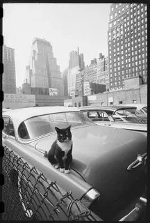 Кошка 1958