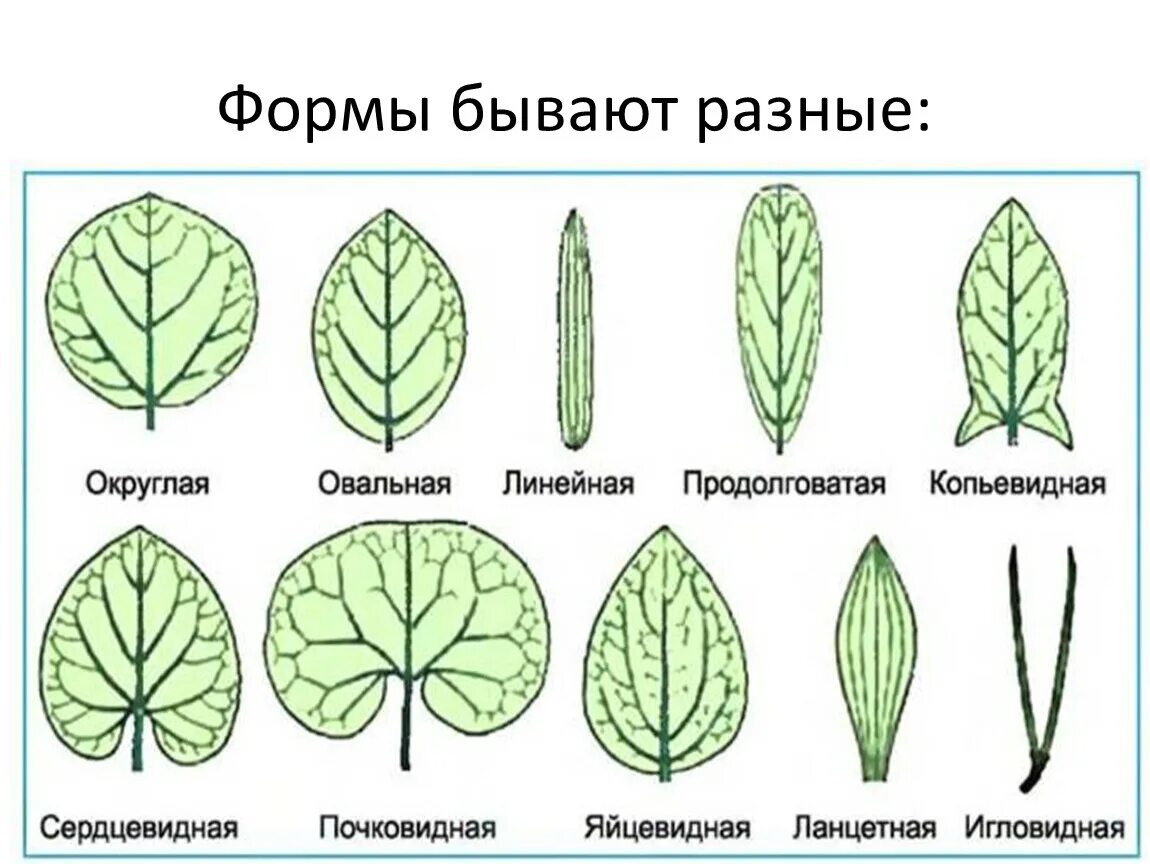 Округлая сторона. Типы расчленения листовой пластинки простого листа. Типы жилкования листовой пластинки листовой. Овальный Тип листа. Жилкование листа морфология.