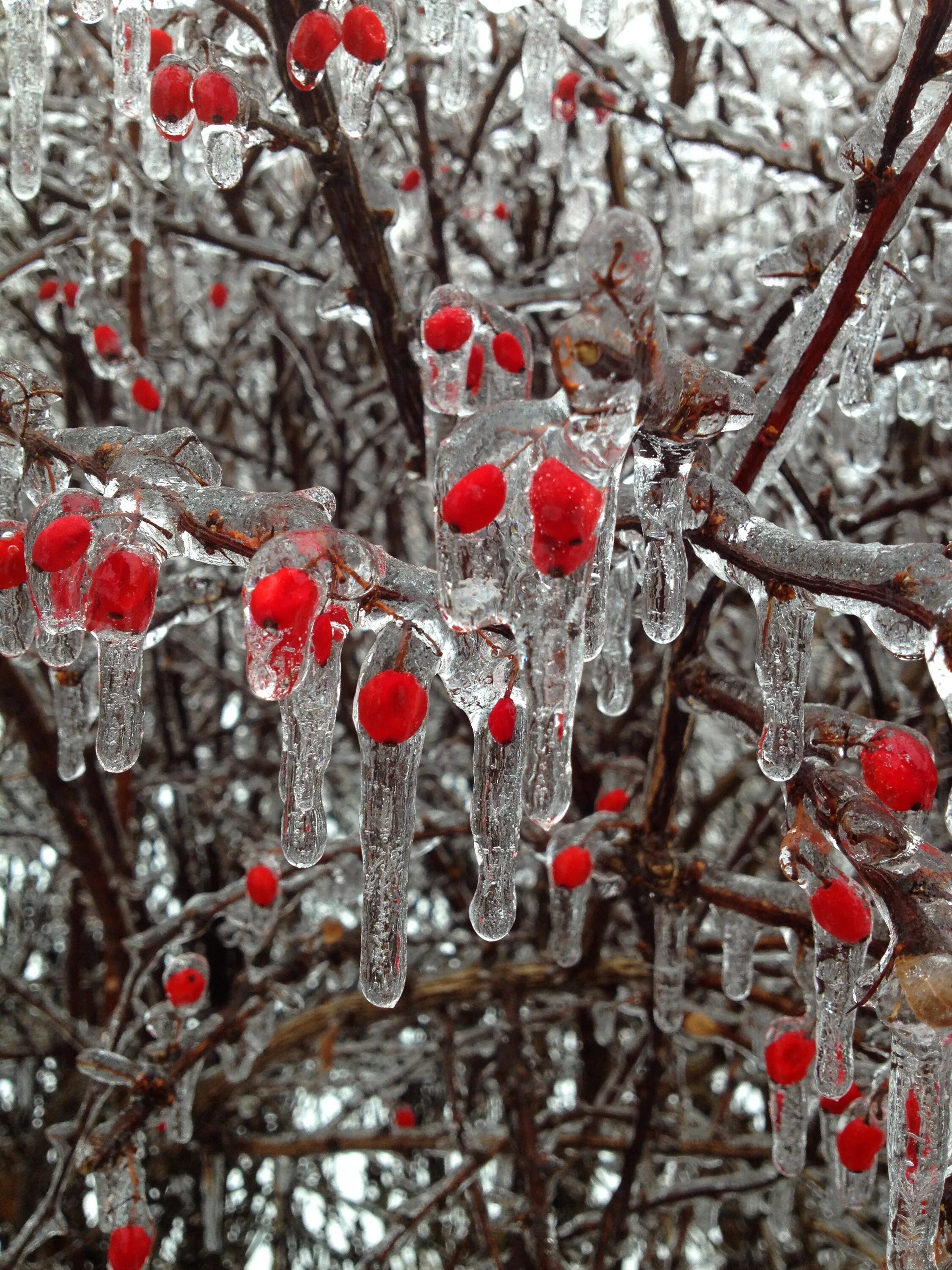 Дерево растет зимой. Вишня зимний гранат. Зимняя вишня ягоды. Ледяные ягоды. Зимние красные ягоды.