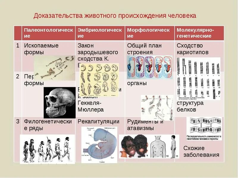 Генетика национальность. Биология 11 класс доказательства родства человека и животных. Доказательства происхождения человека. Доказательства эволюции человека. Доказательства животного происхождения человека.