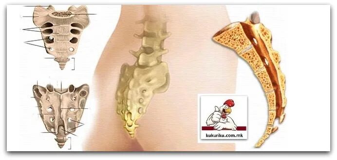 См крестцового отдела. Хвостовые и копчиковые позвонки. Крестцовые позвонки анатомия человека. Строение крестцово копчикового сустава. Крестец крестцовые позвонки.
