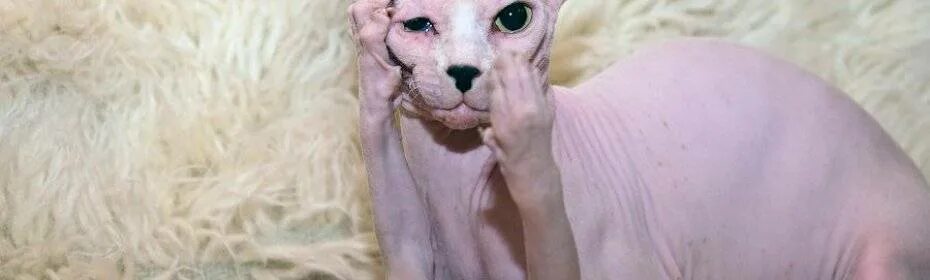 На каких кошек нет аллергии у человека. Безаллергенные питомцы. животные которые не вызывают аллергию. безаллергенных кошек с шерстью. кошки без шерсти аллергенные.