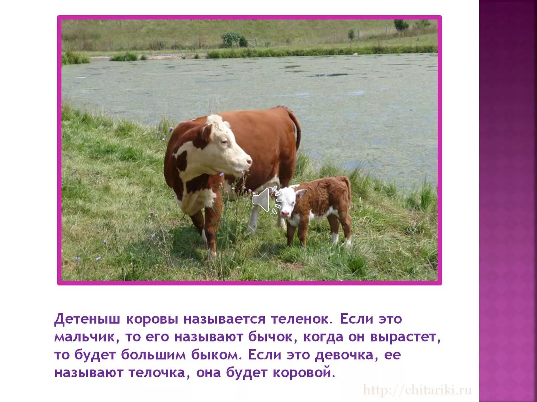 Корова домашнее животное описание. Домашние животные корова презентация. Корова для презентации. Презентация на тему корова домашнее животное.
