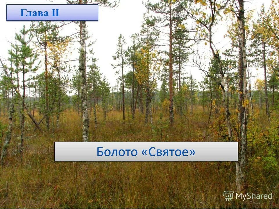 Святое болото. Святое болото Костромская область. Чухлома святое болото. Чухломской район святое болото. Болото гл.