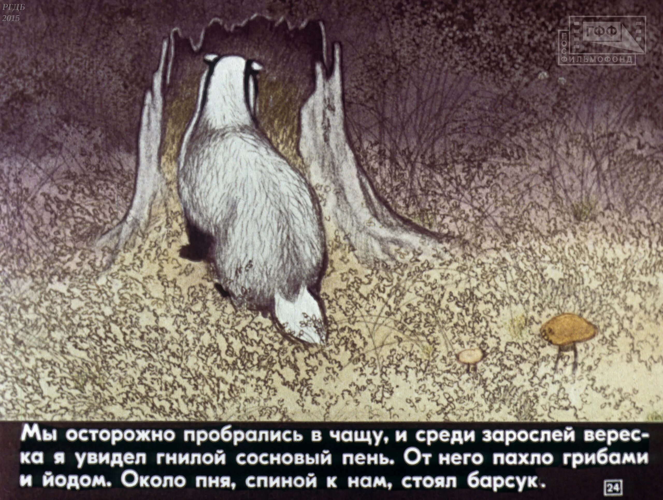 Нос барсука Паустовский. Паустовский барсук барсучий нос. К. Паустовский "барсучий нос". Иллюстрация к рассказу барсучий нос Паустовский. К паустовский барсучий нос читать