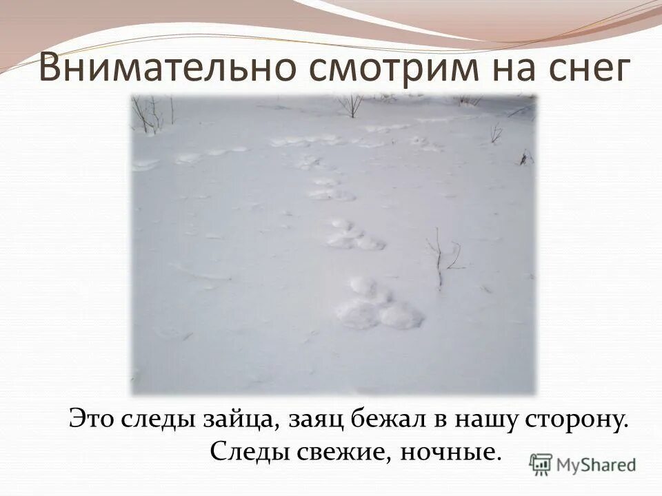 Направление следа зайца. Следы зайца как определить направление. След зайца на снегу направление движения. Как определить следы зайца. Следы зайца направление движения.