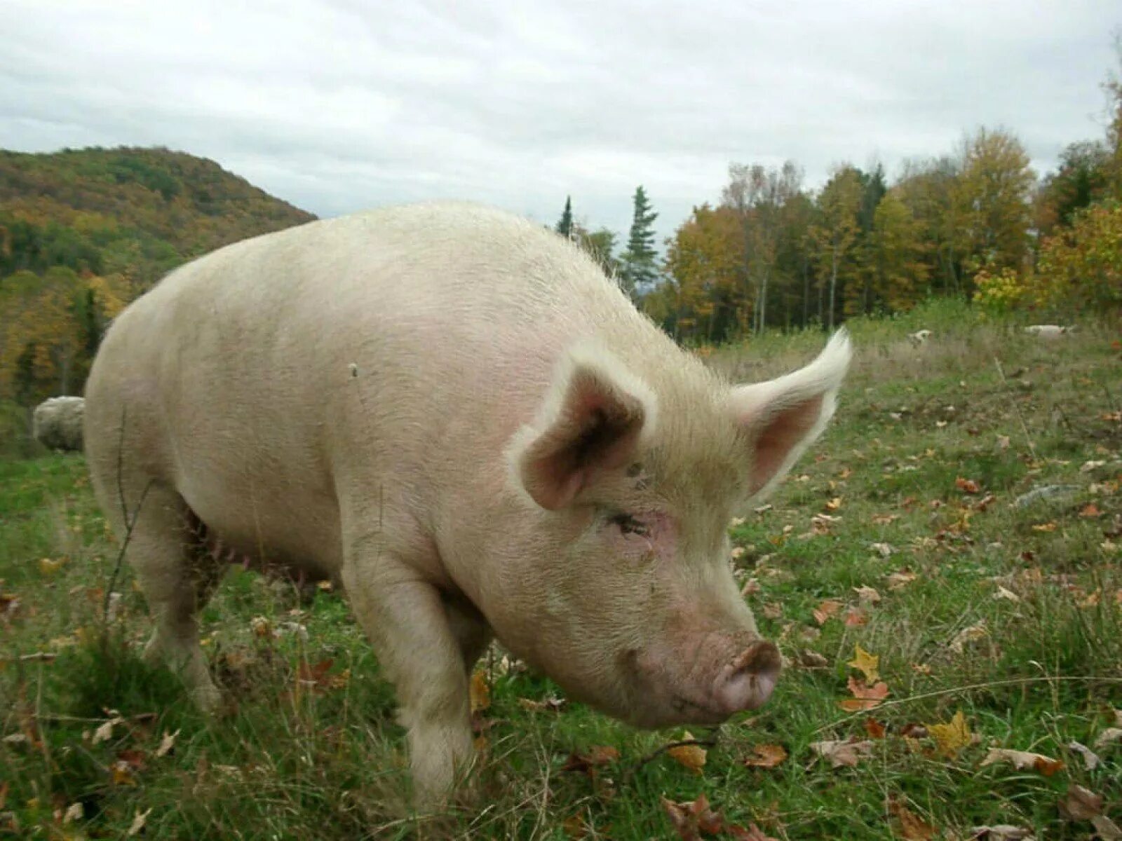 Pig свинья. Кабан боров хряк свинья. Вьетнамская вислобрюхая свинья. Большие свиньи. Поросята большие.