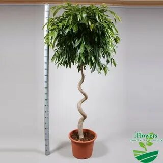 Фикус переплетенный