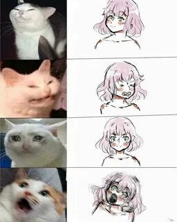 Meme animation cat