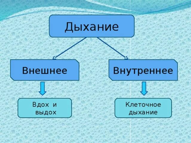 Внутреннее дыхание является. Внешнее и внутреннее дыхание. Дыхание внешнее и внутреннее схема. Внешнее дыхание и внутреннее дыхание. Различия внешнего и внутреннего дыхания.