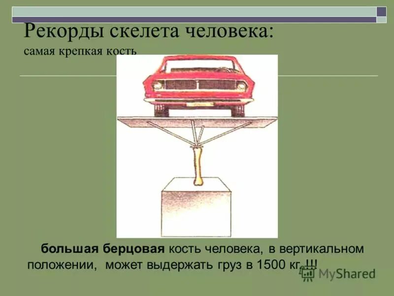 Сколько выдерживает кость. Самая крепкая кость у человека. Какая кость самая прочная. Самая твёрдая кость у человека. Самая сильная кость у человека.