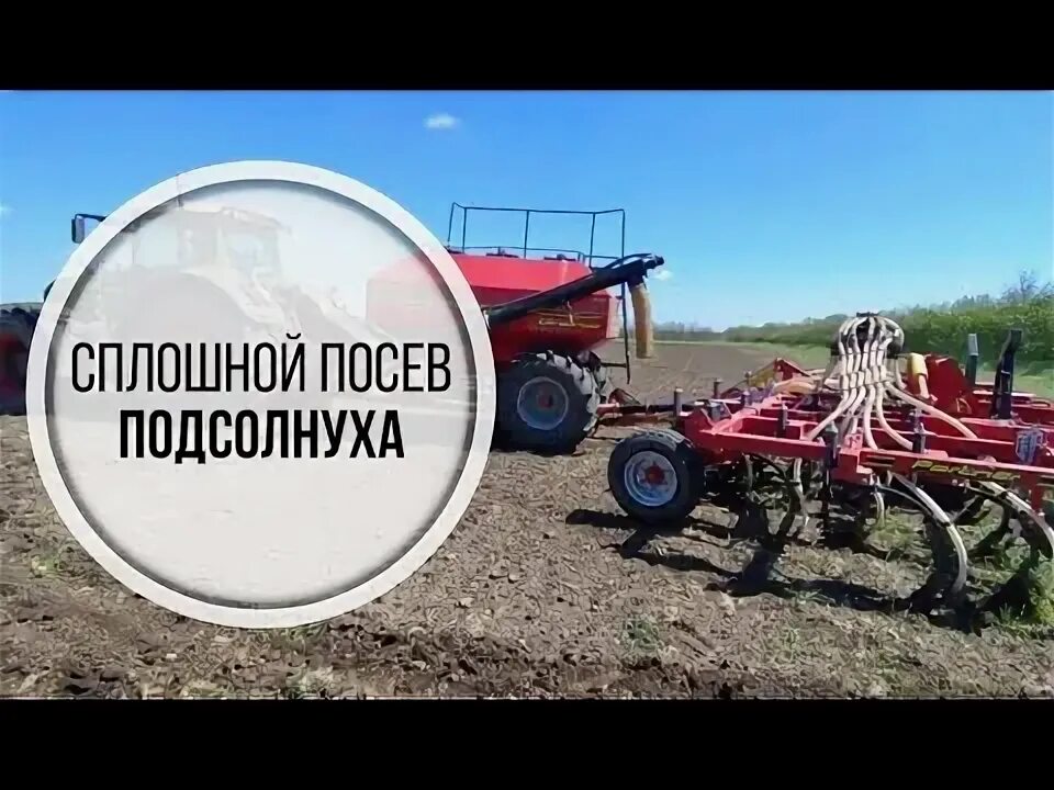При посеве подсолнечника на 1000. Посев подсолнечника.