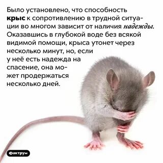Крыса сколько время