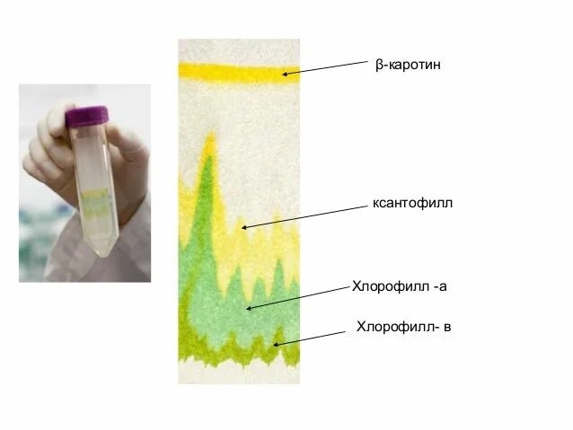 Хлорофилл в растениях функции. Пигменты листа хлорофилл. Каротиноиды цвет пигмента. Клеточный пигмент растений. Антоциан в листьях растений.