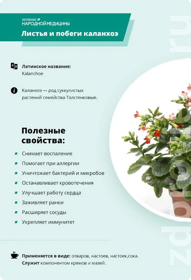 Каланхоэ в медицине применение народной лечебное. Каланхоэ остролистный лечебные. каланхоэ лечебное. каланхоэ лечебное растение. экстракт каланхоэ.