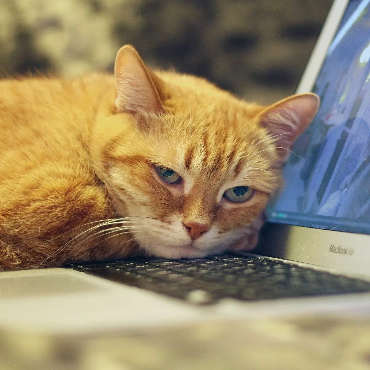 Bored cat