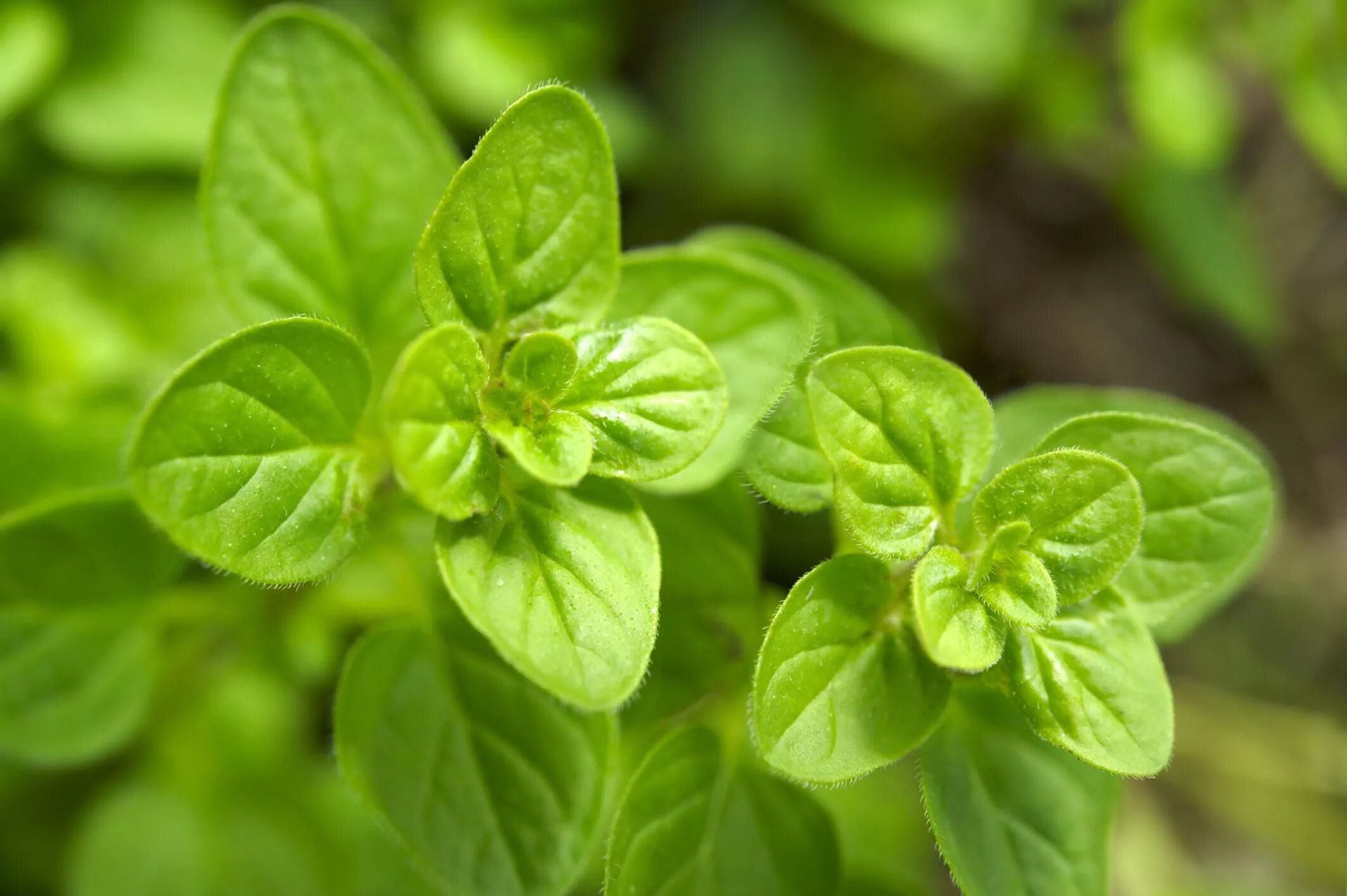 Пряные ночи. Орегано душица приправа. Origanum Majorana (майоран). Душица майоран. Пряные травы орегано.