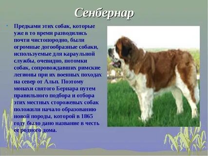 Как описать внешний вид собаки