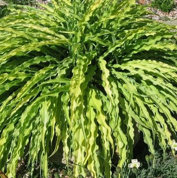 Curl host. Хоста курли фриз. Curl host. Хоста керли фрайс. Хоста curly fries.