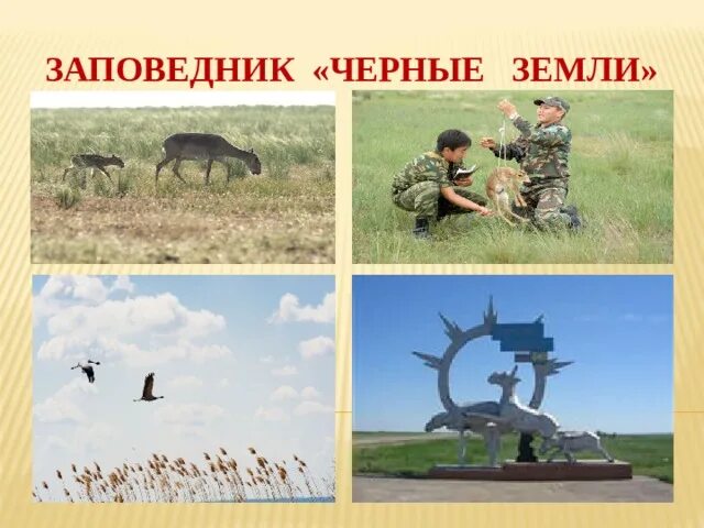 Заповедники расположенные в зоне пустынь 4 класс. Заповедник черные земли 4 класс окружающий мир. заповедник черные земли презентация. символ заповедника черные земли. чёрные земли заповедник презинтация.