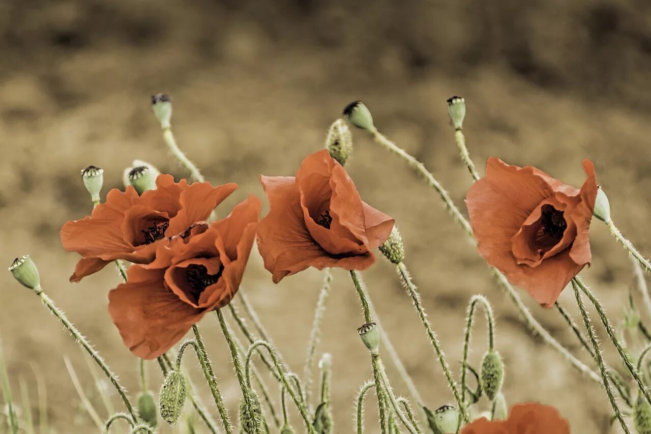 Мак голостебельный (Papaver nudicaule). Папавер полевой цветок. Мак дикий полевой. Мак нежный - Papaver tenellum. Corn poppies