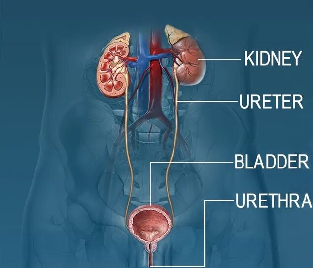Kidneys bladder