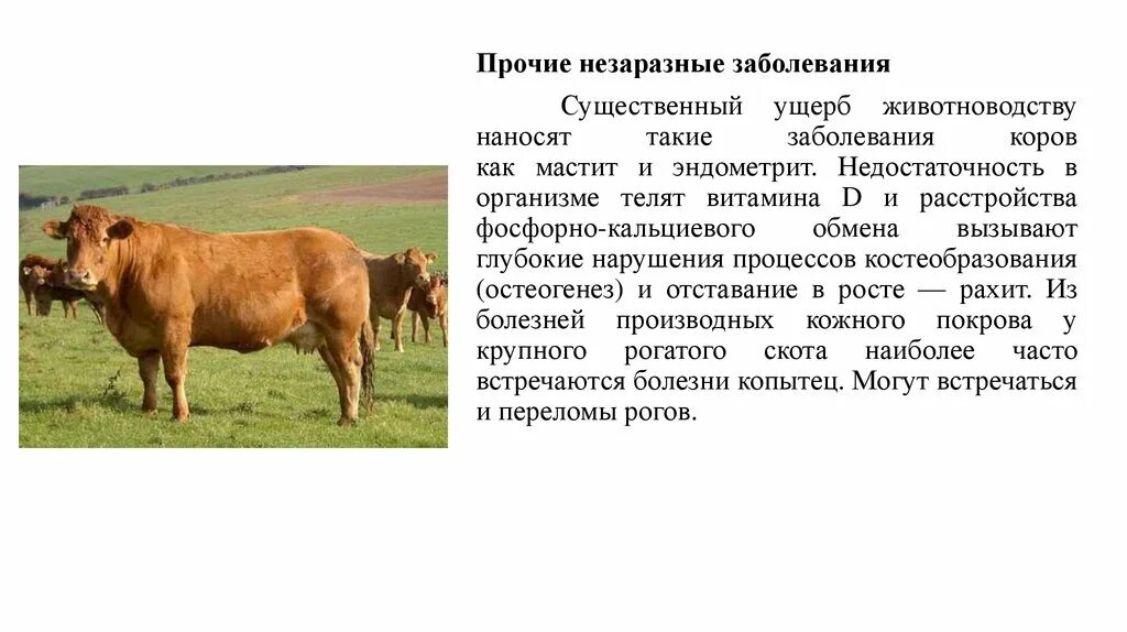 Виды заболеваний животных