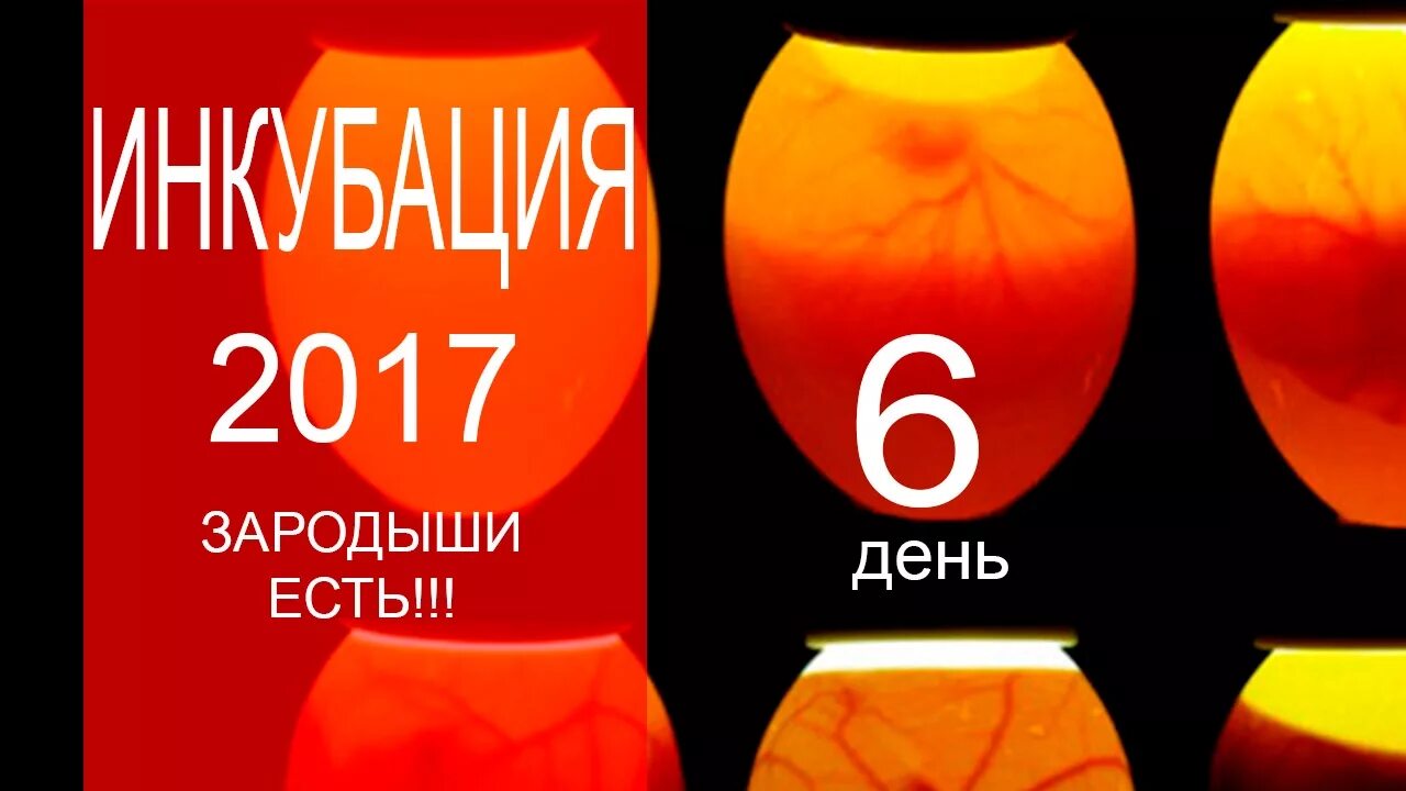 Овоскопирование гусиных яиц на 14 дней. 6 День инкубации куриных яиц овоскопирование. Овоскопирование куриных яиц на 6 день. Овоскопирование куриных яиц на 8 день. Овоскопирование куриных яиц по дням фото