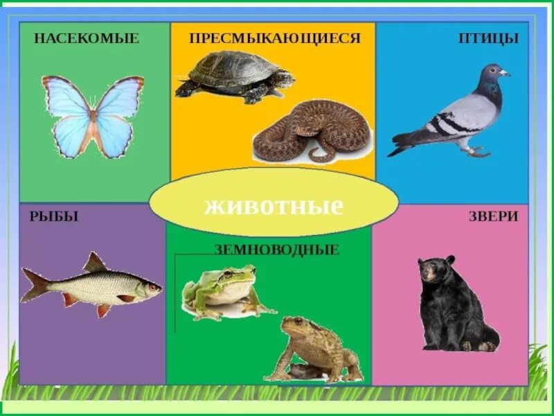 Примеры животных 2 класс окружающий