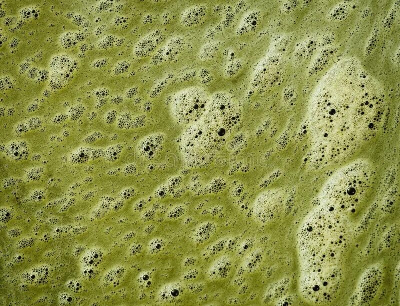 Зеленый пенистый. Зелёная пена в реке. Грязная вода зеленая. Зелёная пена на поверхности болота. Зеленая пена в пруду.